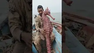 Rare Find: Indian Fisherman Catches a Majestic Red Giant Seahorse!