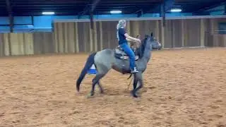 Barrel Horse For Sale - Phoebe