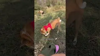 #youtubeshorts #viralvideo #doggybestfriend #funnyanimals #doglife #pets #funnycreatures #doggielife
