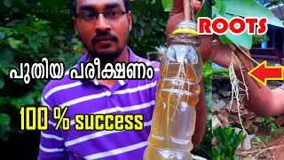 പുതിയ പരീക്ഷണം  100 % വിജയം  - New method air layering propagation with water