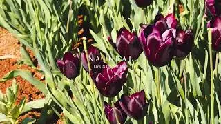 20231018 Table Cape Tulip Farm 4K