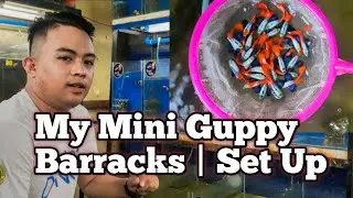 MY MINI BARRACKS TOUR | MY SIMPLE SET UP FOR MY BIBI QUALITY GUPPIES