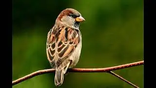 ASMR sparrow sound to meditate / relax / sleep