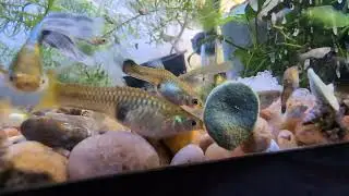 Female Endler Hybrids - Tiger/Cobra/Black Bar/Wild Type/Mutt Guppies
