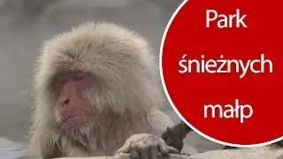 Park śnieżnych małp w Jigokudani Onsen w Japonii - Przewodnik po Japonii