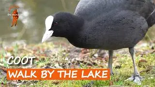 cute coot pair exploring riverside | coot close up | coot call | オオバン | 野鳥 観察, soth&ouml;na | BibBobBib
