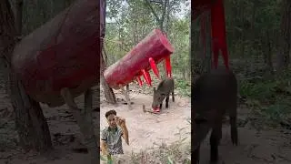 Sugar🐗#nature #animals #red #forest #hunting #installtrap #installtool #whatsappstatus #www #wwe
