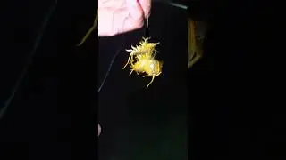 Secret Bait Revealed | Sea Bass Bait