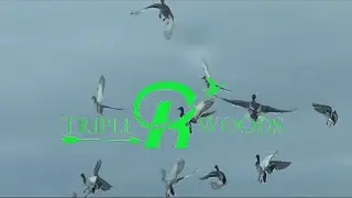 2020-2021 Arkansas Duck Season Highlights - Public Land