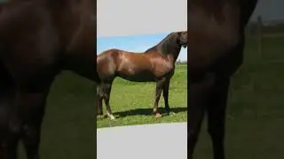 Morgan horses