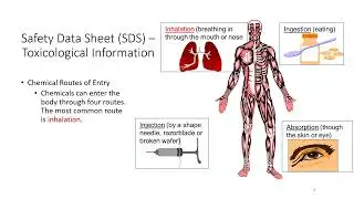Safety Series 10   Safety Data Sheets (SDS) - Section 11 Toxicological information