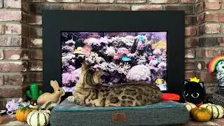 Cat TV 📺 Tropical Fish Tank Ambience 🐠 Bima Bengal Cat Screensaver 🏝️ 4K HDR Island Music