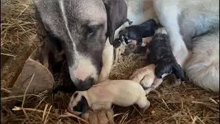 I CUCCIOLINI di PIOGGIA e KIRA