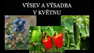 VÝSEV A VÝSADBA V KVĚTNU | CO MŮŽEME V KVĚTNU VYSÉVAT A VYSAZOVAT NA ZAHRADU, SKLENÍKU ČI FÓLIOVNÍKU