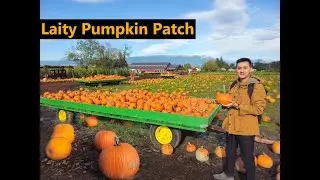Laity Pumpkin Patch South | Maple Ridge