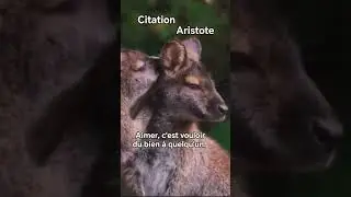 Aimer, c'est vouloir du bien &agrave; quelqu'un / Aristote #citation#Aristote #philosophie #sagesse #amour