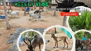 Mayilai Maadu || Kanni puppy|| Kattutharai Routine || AI#Palaya Mayilai Maadu || Episode - 132