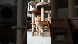 Cat on a walk down the stairs 🐾 #cat #orangecat  #catexploring #cute #catshorts #petvideo #asmr