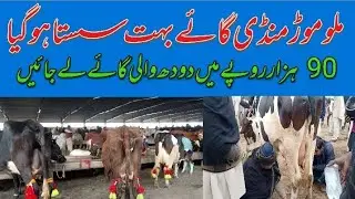 Today mallu more Mandi. Fresh rate update.cow.rate update