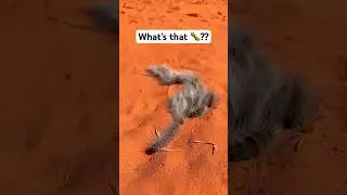 Do you know the name of this insect 🐛?? #music #animals #wildlife #catterpillar #insects #cool