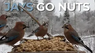 Peanut Party: Eurasian Jays at the Feeder