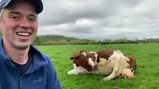 Why do cows need passports? What is a pedigree? #dairy #animals #cattle #farming #primaryschool