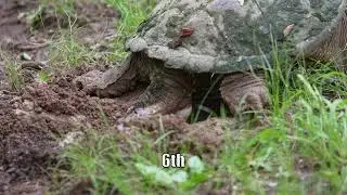 Common Snapping turtle digging a nest hole and laying eggs!