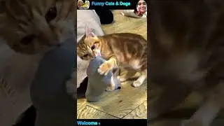 funny cats and dogs videos #cat #dog #funny #shorts #pets #funnypets #funnycats #funnydogs