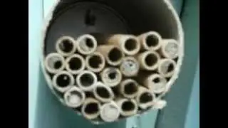 Mason Bee hatching...