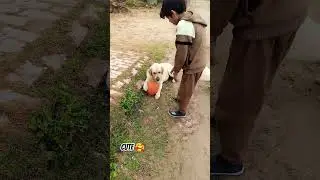 Labrador golden dog funny#dog #shorts #labrador #cutedog#funny