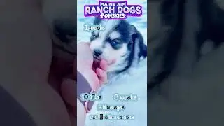 🐾✨ Lincoln &ndash; Bold Black & White Pomsky with Piercing Blue Eyes 💙💙 ✨🐾www.MaineAimRanchDogs.com