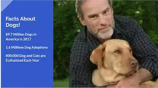 Marley and Me Analysis DP Film 2020