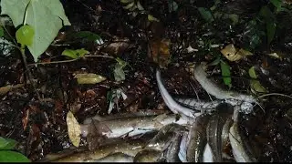mini vlog jurik malam najur ikan leleLEMBAT