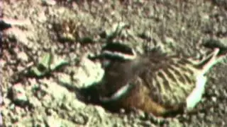 Morinel op nest Z v Emmeloord mei 1961 Ger de Ruijter