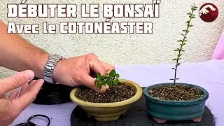 Comment D&eacute;buter le Bonsa&iuml; avec le Coton&eacute;aster Horizontalis ? 🌱 NEJIKAN BONSAI 🌱