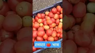 tomato 🍅 wholesale rate today #shortvideo #shortsviral #shortsfeed