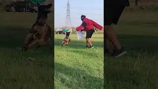 PSA Fend Off #dogtrainingschool #dogobedience #dogtrainingschoolindia #dogtraining #germanshepherd