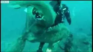 Octopus wrestles with US cameraman