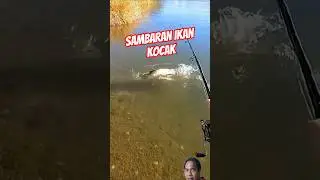 IKAN KOCAK MENYAMBAR UMPAN #faktaunik #ikan #shortvideo