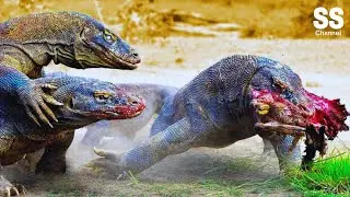 World's Largest Deadly Lizard - Komodo Dragon