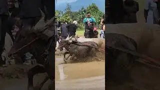 Minangkabau&rsquo;s Wild Bull Race You&rsquo;ve Never Seen! #PacuJawi #Minangkabau #WestSumatra #Indonesian