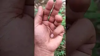 Азиатские жуки, которых вы никогда не видели #любыеуникальныеживотные #жук #насекомые #красивыена...