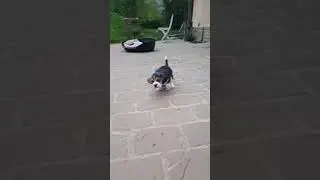 chiot beagle so cute