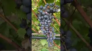 Refosco Didaramento #vineyard