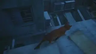 [Stray]