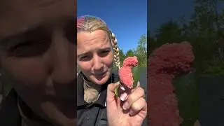 Apple snail eggs SUSHI🐌 #asmr #asmrsounds #howtomake #lifehacks #applesnail
