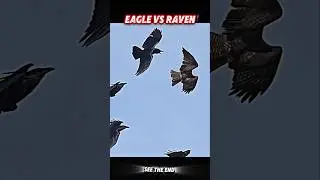 eagle vs peregrine falcon #trending #animals #wildlife #eagle #falcon #hawk #birds #shorts #youtube