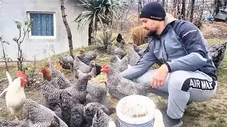 Najbolja hrana za koke zimi – Savršena smjesa za više jaja!