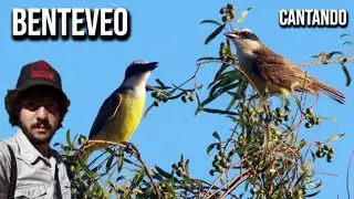 Benteveo (Pitangus sulphuratus) Bichofu&eacute;, Cristofu&eacute;, Pitog&uuml;&eacute;, Luis Grande, Bem-te-vi, Great Kiskadee