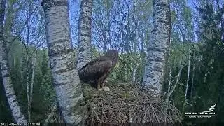 LVM Mazais ērglis Aizkuja, bērzs . Rasa ar partneri ielido ligzdā. 15.05.2022